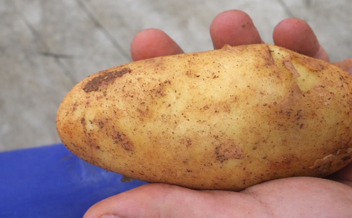 Cypriot potatoes becoming increasingly popular in Europe Cypriot potatoes becoming increasingly popular in Europe