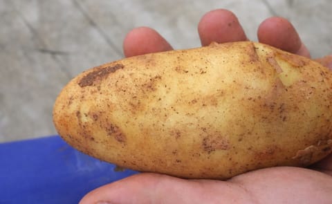 Cypriot potatoes becoming increasingly popular in Europe Cypriot potatoes becoming increasingly popular in Europe