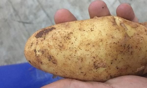 Cypriot potatoes becoming increasingly popular in Europe