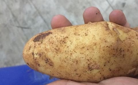 Cypriot potatoes becoming increasingly popular in Europe Cypriot potatoes becoming increasingly popular in Europe