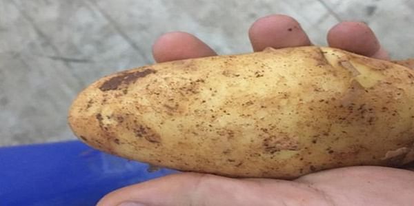 Cypriot potatoes becoming increasingly popular in Europe