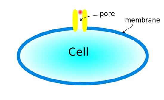 Cytolysin perforates the plant cell membrane, damaging it beyond repair