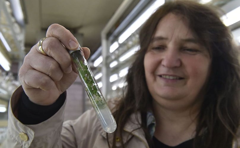 Dr. Jaroslava Domkářová ia a geneticist at the Potato Research Institute Dr. Jaroslava Domkářová ia a geneticist at the Potato Research Institute