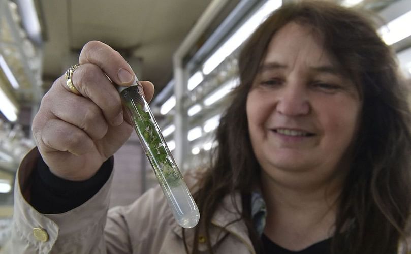 Dr. Jaroslava Domkářová ia a geneticist at the Potato Research Institute