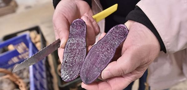 Czech Potato Research Institute announces a new blue-purple potato variety &#039;Val-Blue&#039;