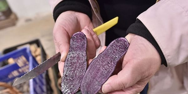 Czech Potato Research Institute announces a new blue-purple potato variety &#039;Val-Blue&#039;