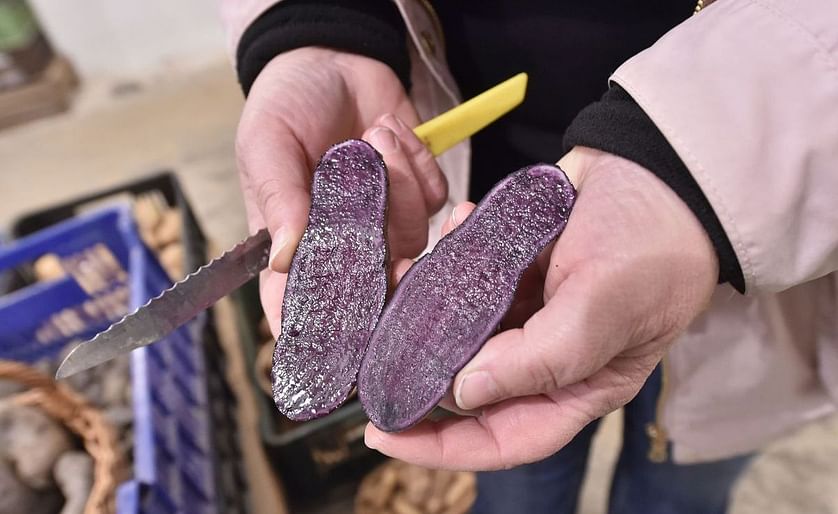 The Czech Potato Research Institute in the town of Havlíčkův Brod has announced that it has bred a new potato variety they named 'Val Blue'.