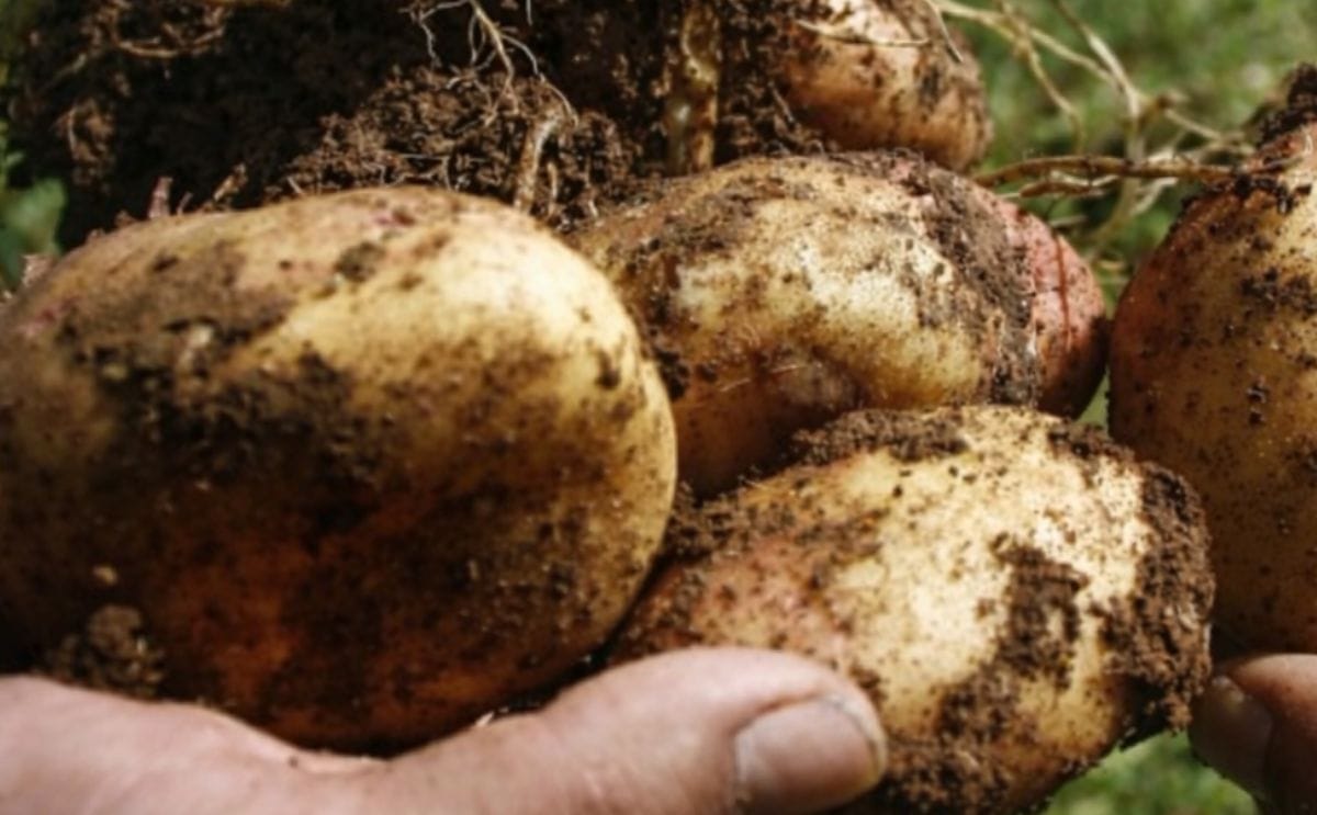 Cómo se viene organizando el XII Encuentro Nacional de la Papa en Chile?