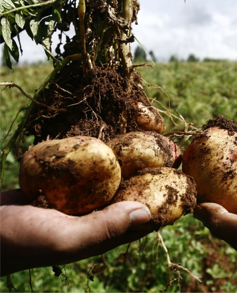 Cómo se viene organizando el XII Encuentro Nacional de la Papa en Chile?