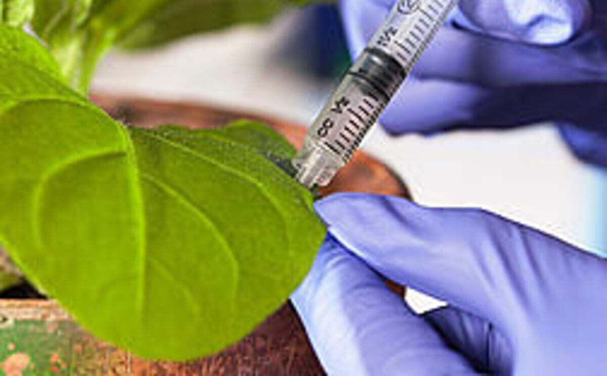 Científicos del ARS han encontrado una forma de mapear la estructura de una proteína esquiva que da a los virus vegetales la posibilidad de viajar desde las plantas a los insectos Científicos del ARS han encontrado una forma de mapear la estructura de una proteína esquiva que da a los virus vegetales la posibilidad de viajar desde las plantas a los insectos