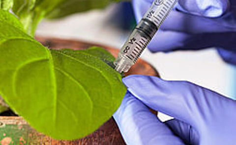 Tecnología provee nueva información sobre los tejidos de las plantas Tecnología provee nueva información sobre los tejidos de las plantas