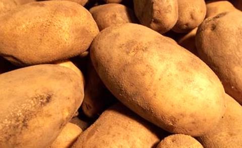 Dakota Russet. Dakota Russet.