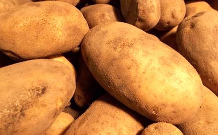 Dakota Russet. Dakota Russet.