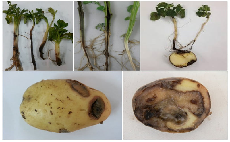 Damage induced by P. atrosepticum on seed tuber and stem of potatoes. Damage induced by P. atrosepticum on seed tuber and stem of potatoes.