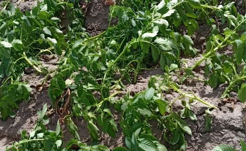 Argentina: fuertes heladas afectan cultivos Argentina: fuertes heladas afectan cultivos