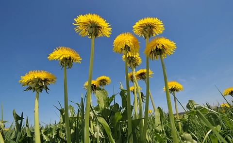 The UK’s approach to weed management investment needs to be overhauled, if the needs of industry are to be met. The UK’s approach to weed management investment needs to be overhauled, if the needs of industry are to be met.