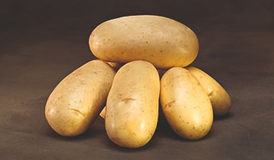 Cronos is a potato variety from Danespo suitable for the fresh market and for processing of french fries