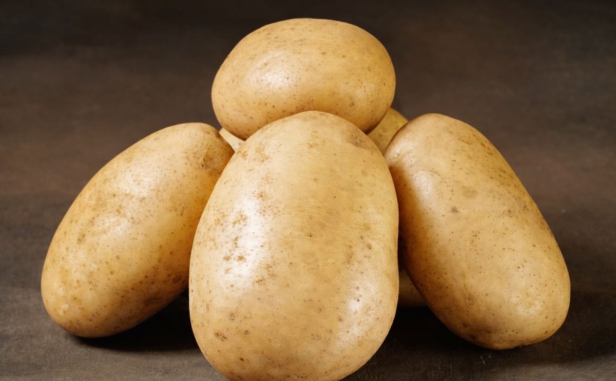 Danespo's potato variety Folva, the variety that was at the center of this dispute.
