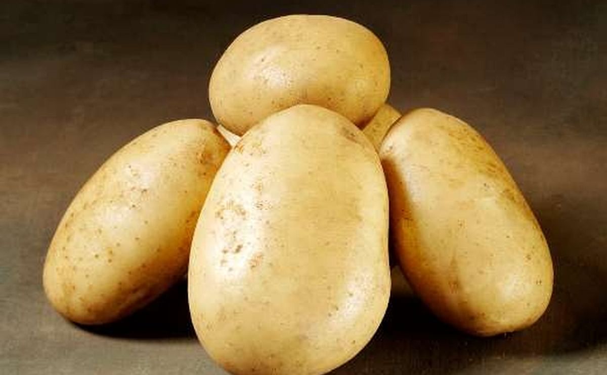 Danespo's potato variety Folva, the variety that was at the center of this dispute.