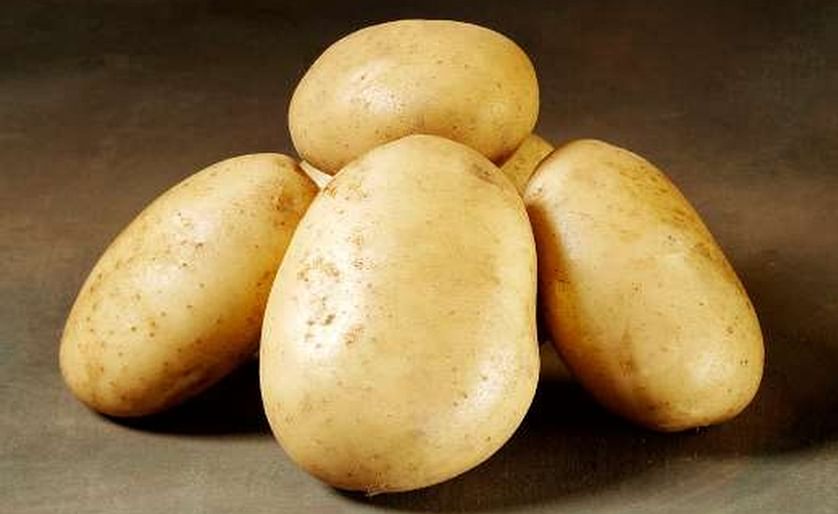 Danespo's potato variety Folva, the variety that was at the center of this dispute.
