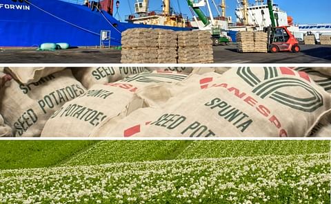 Danespo is the leading company in Northern Europe in the field of breeding, producing and selling quality ware and seed potatoes. Danespo exports to more than 40 countries worldwide and specialises in sales to professional potato growers. 80% of the seed 