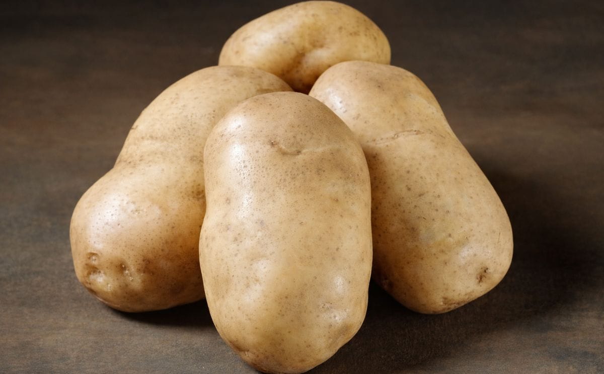 McCain picks up Danish potato variety 'Royal' McCain picks up Danish potato variety 'Royal'