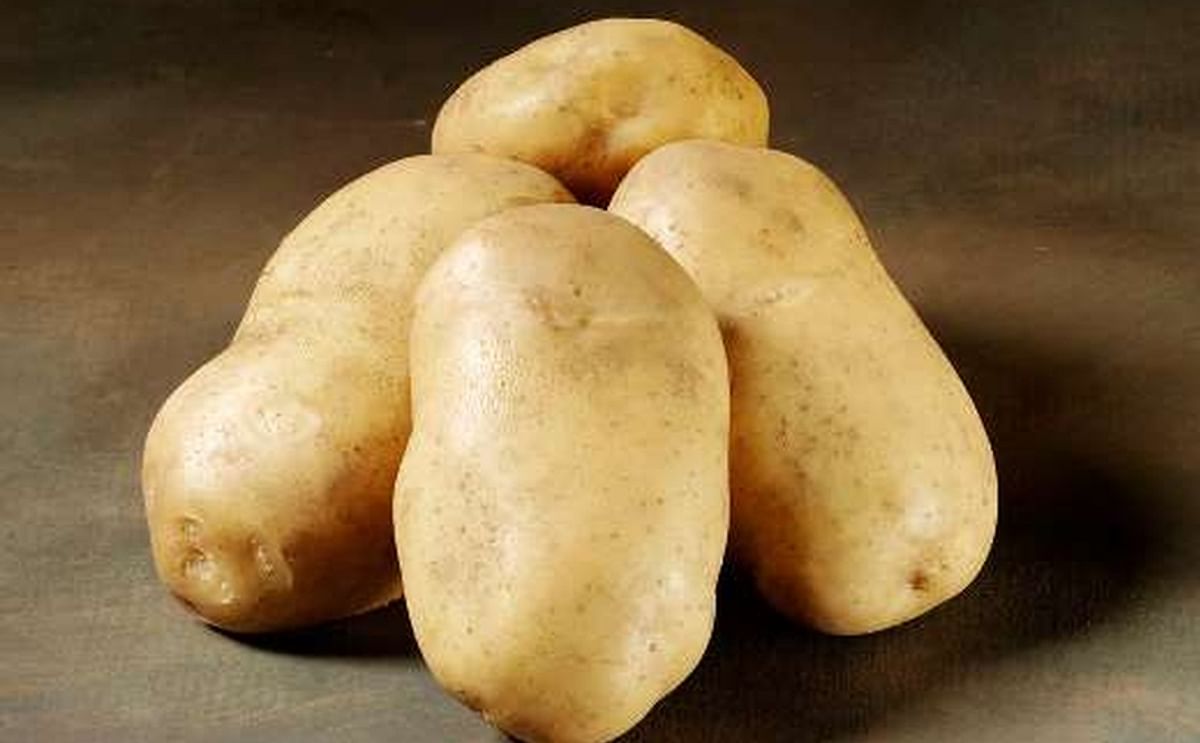 'Royal' is a French fry variety with a very high yield potential. The variety has very good frying qualities and is suitable for long time storing.  (Courtesy: Danespo)