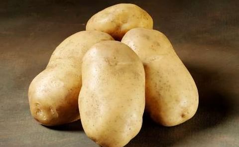 'Royal' is a French fry variety with a very high yield potential. The variety has very good frying qualities and is suitable for long time storing. (Courtesy: Danespo) 'Royal' is a French fry variety with a very high yield potential. The variety has very good frying qualities and is suitable for long time storing. (Courtesy: Danespo)