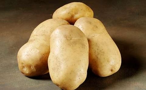 'Royal' is a French fry variety with a very high yield potential. The variety has very good frying qualities and is suitable for long time storing. (Courtesy: Danespo)