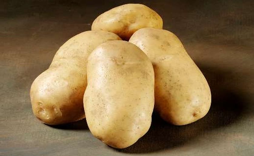 'Royal' is a French fry variety with a very high yield potential. The variety has very good frying qualities and is suitable for long time storing.  (Courtesy: Danespo)