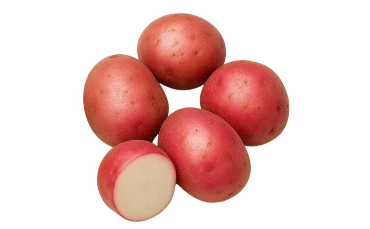 DARJEELING RED ROUND