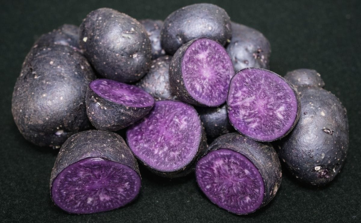 Scientists at The James Hutton Institute say discovery could help breed new colourful and improved potato varieties