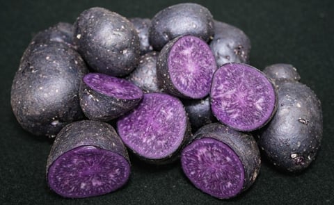 Scientists at The James Hutton Institute say discovery could help breed new colourful and improved potato varieties Scientists at The James Hutton Institute say discovery could help breed new colourful and improved potato varieties