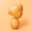 Potato variety