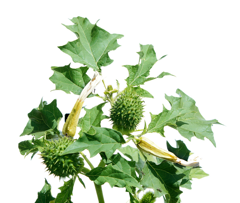 Datura Datura