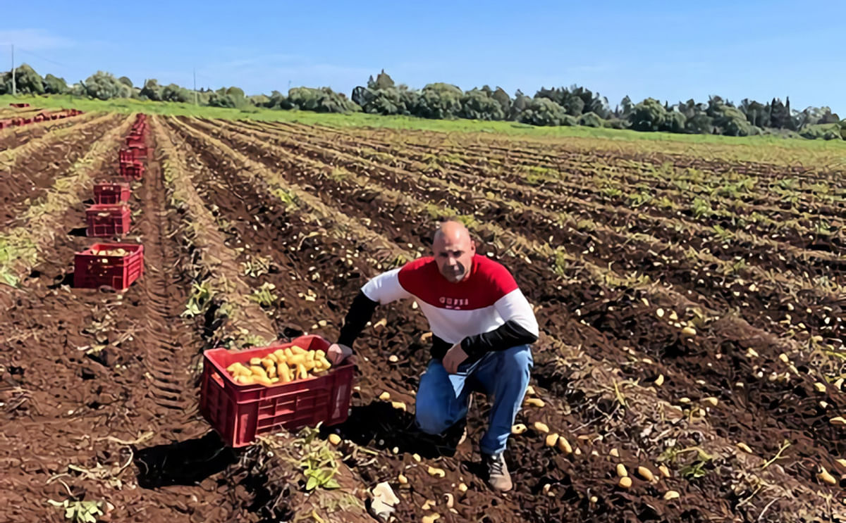 Sicilian new potatoes - production deficit due to climate change