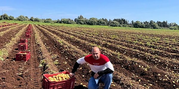 Sicilian new potatoes - production deficit due to climate change