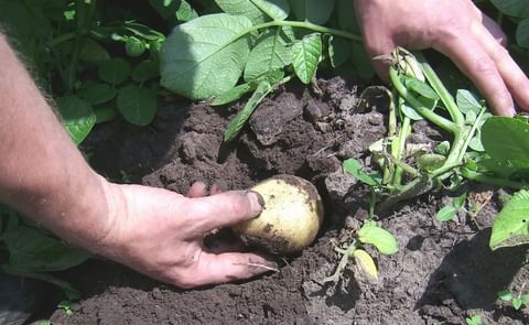 Bart Nemegheer, Aardappelhoeve: 'Surplus everywhere in Western Europe' Bart Nemegheer, Aardappelhoeve: 'Surplus everywhere in Western Europe'