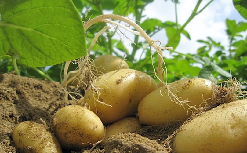 Delicatesse potato variety in a field