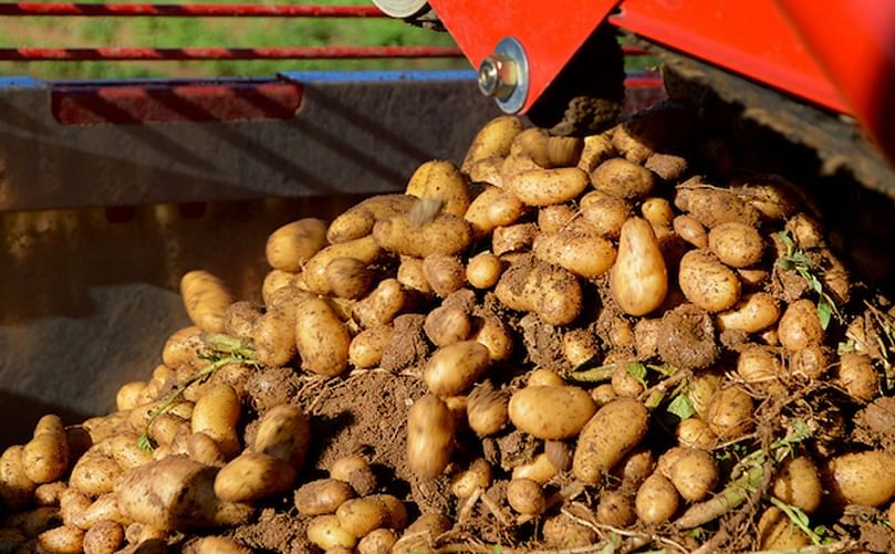 Delicatesse potato variety Delicatesse potato variety