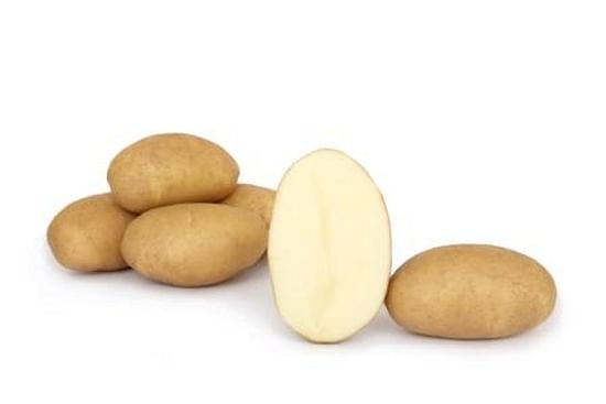 King Russet is a medium early French fries variety with white flesh and Russet skin. King Russet has regular long-oval tubers. It has excellent characteristics for early processing, but also very suitable for processing after storage.