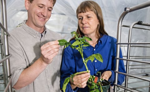 ARS: Fighting Potato Diseases by Enhancing Germplasm ARS: Fighting Potato Diseases by Enhancing Germplasm