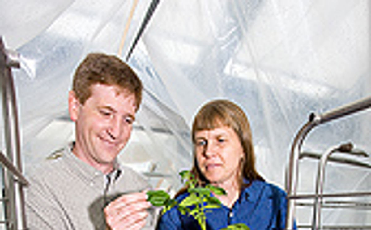 ARS researchers Dennis Halterman and Shelley Jansky ARS researchers Dennis Halterman and Shelley Jansky
