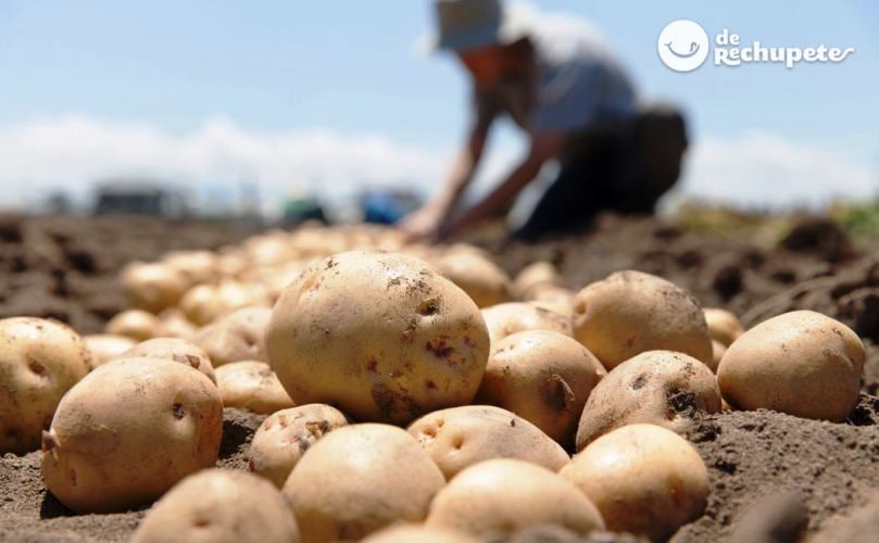 Potatoes have been a staple food of South America for 8 000 years, eventually arriving in Europe through the Conquistadors. Potatoes have been a staple food of South America for 8 000 years, eventually arriving in Europe through the Conquistadors.