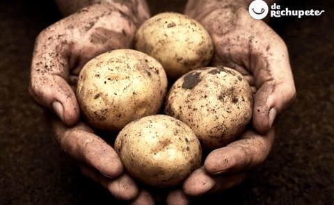 El universo de sabores, texturas y colores de las patatas te sorprenderá. El universo de sabores, texturas y colores de las patatas te sorprenderá.