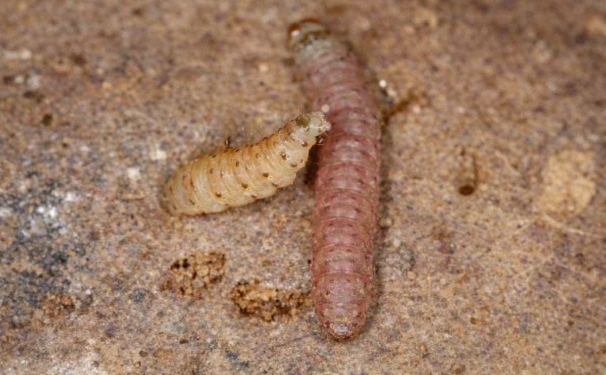 Polilla Guatemalteca (Tecia solanivora)
