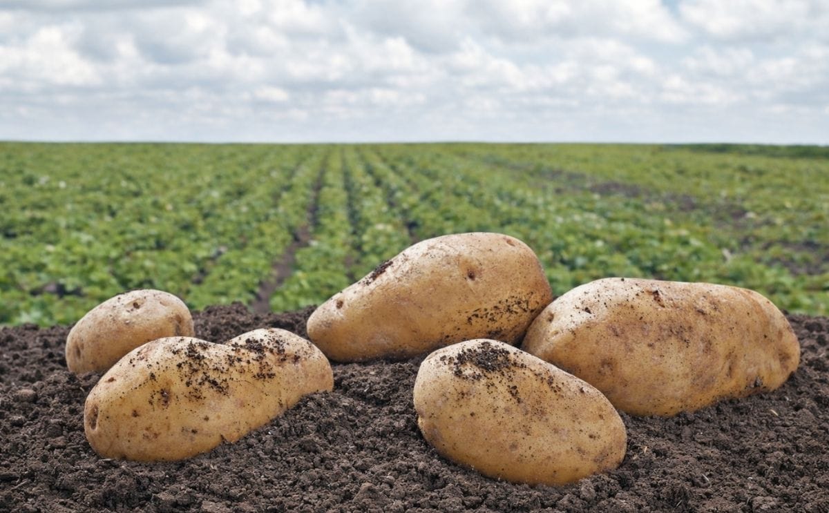 Desarrollan papa resistente a tizón tardío y punta morada Desarrollan papa resistente a tizón tardío y punta morada