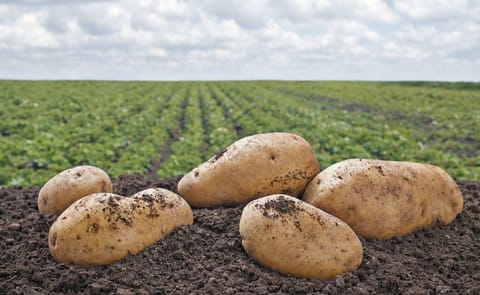 Desarrollan papa resistente a tizón tardío y punta morada Desarrollan papa resistente a tizón tardío y punta morada