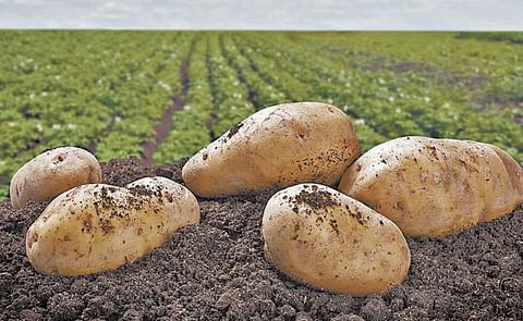 Desarrollan papa resistente a tizón tardío y punta morada Desarrollan papa resistente a tizón tardío y punta morada