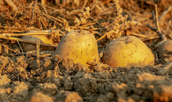 Desarrollan papas resistentes a sequías y suelos salinos